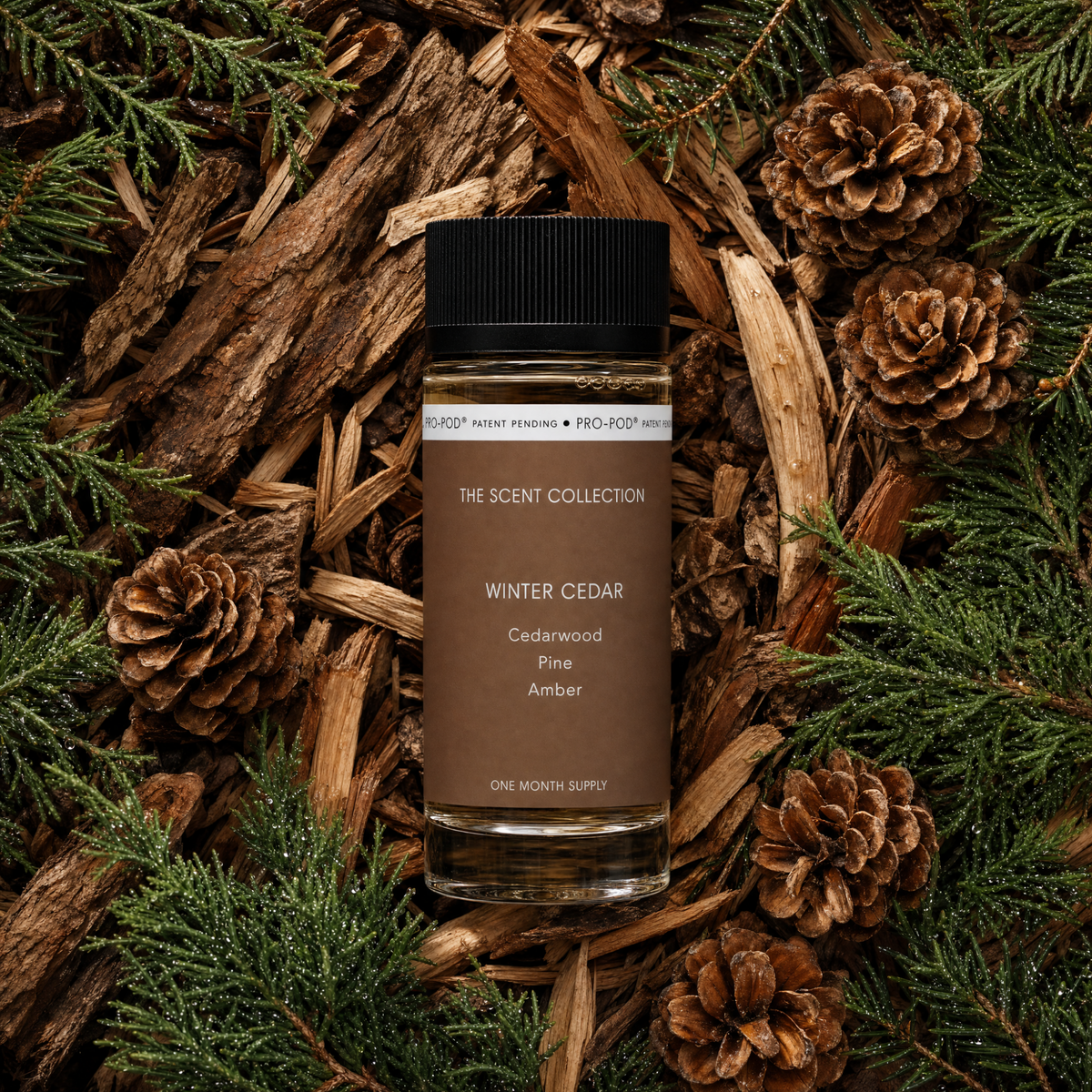 Winter Cedar