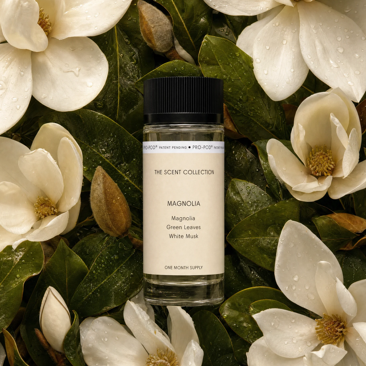 Magnolia