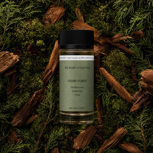 Cedar Forest
