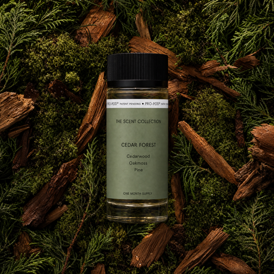 Cedar Forest