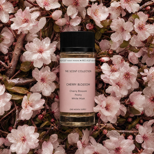 Cherry Blossom
