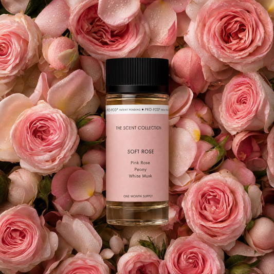 Soft Rose