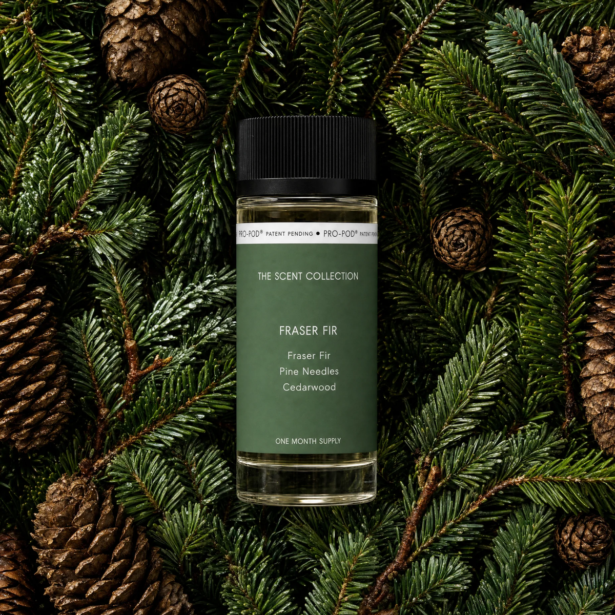 Fraser Fir